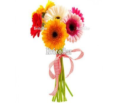 7 different gerberas