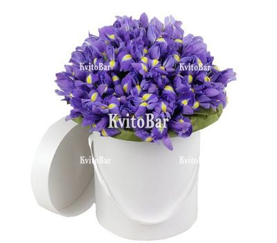 101 ірис в коробці