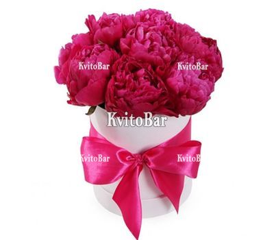11 бордових півоній в коробці