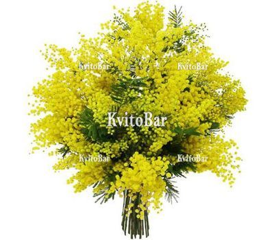 11 гілок мімози
