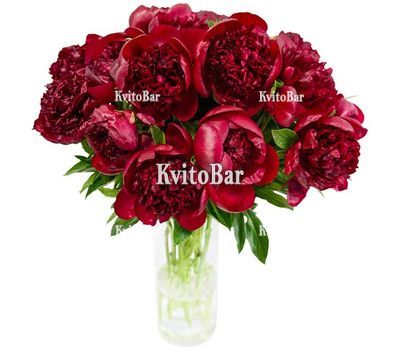 15 бордових півоній