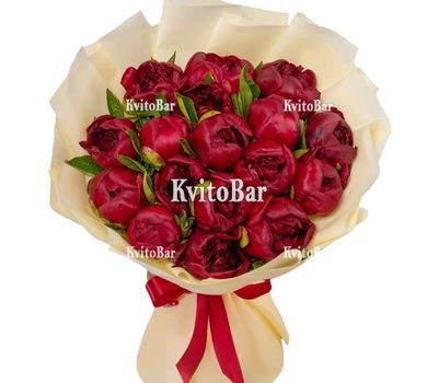 17 бордових півоній