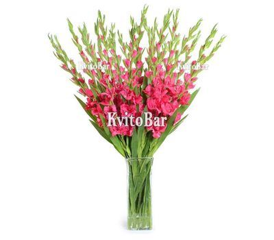 19 рожевих гладіолусів