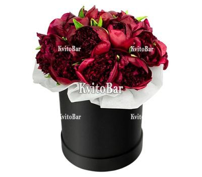 25 бордових півоній в коробці