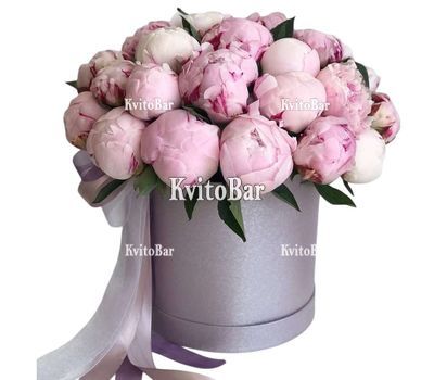 33 півонії в коробці