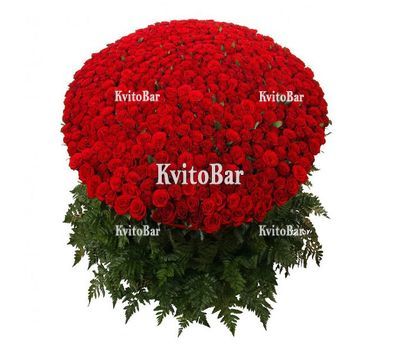 501 червона троянда 70 см