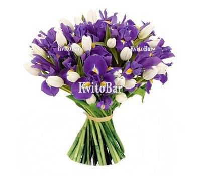 51 ірис і тюльпан