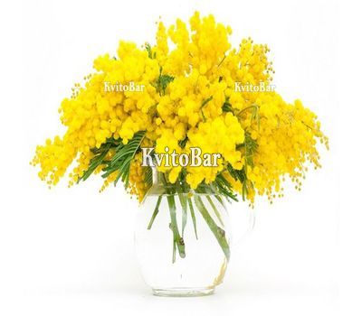 9 гілок мімози