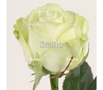 White roses by the piece