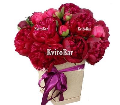 Бордові півонії в коробці