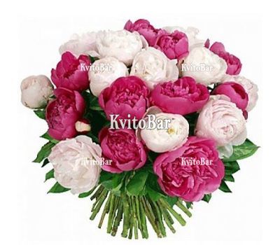 Букет 19 білих та рожевих півоній