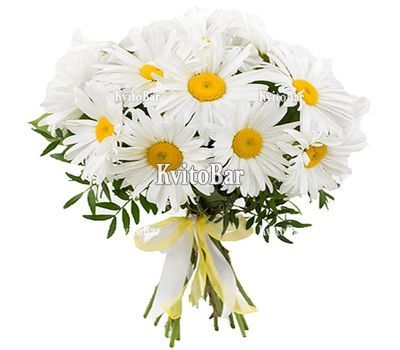 Букет із 19 великих ромашок