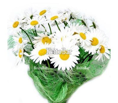 Bouquet of garden chamomiles