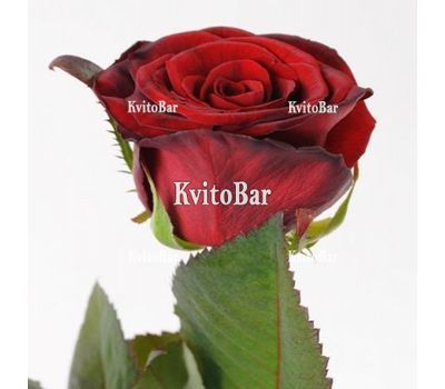 Red roses by the piece