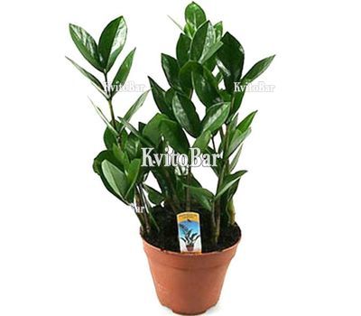 Доларове дерево