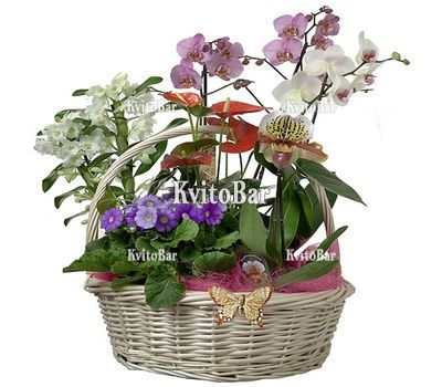 Кошик з різними кімнатними рослинами