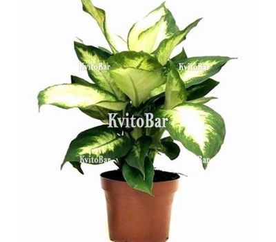 Dieffenbachia