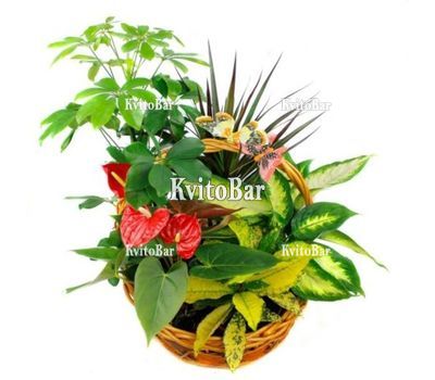 Кошик кімнатних рослин