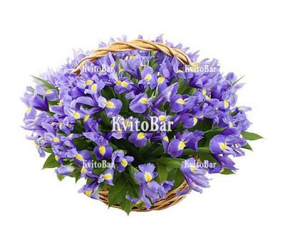 Кошик з 51 ірису