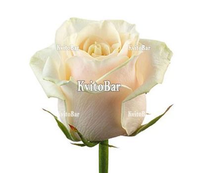 Кремові троянди поштучно
