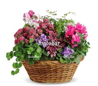 Квітковий рай