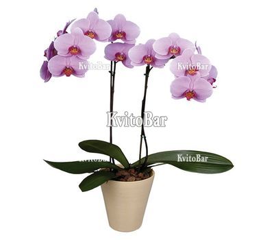 Орхідея Фаленопсис