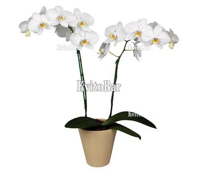 Біла орхідея Фаленопсис на 2 гілки