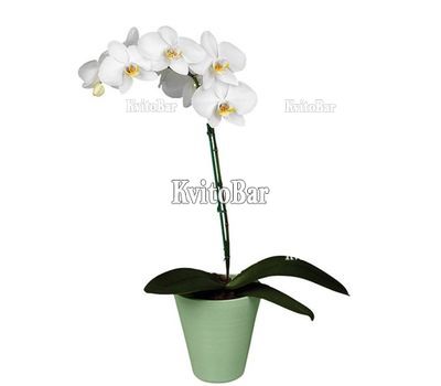 Orchid Phalaenopsis white