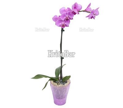 Орхідея Фаленопсис рожева