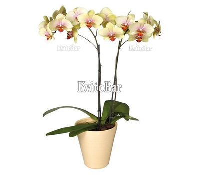 Орхідея Фаленопсис жовта