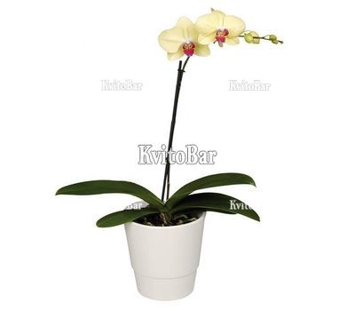 Орхідея Фаленопсис в горщику