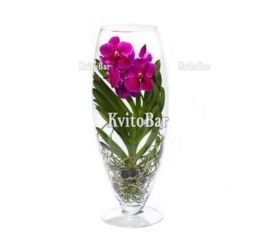 Рожева орхідея Ванда в вазі