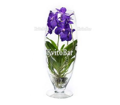 Синя орхідея Ванда в колбі