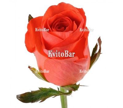 Помаранчеві троянди поштучно