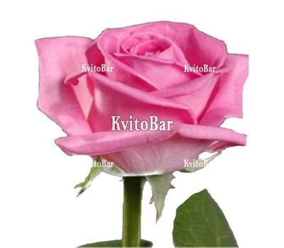 Рожеві троянди поштучно