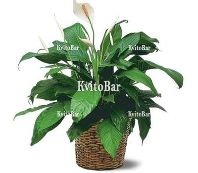 Жіноче щастя