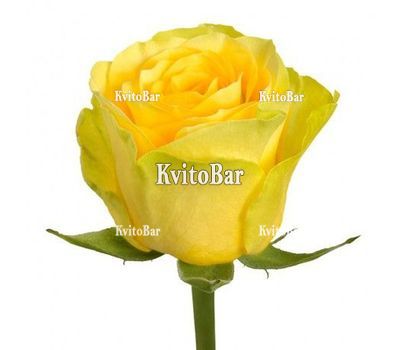 Жовті троянди поштучно