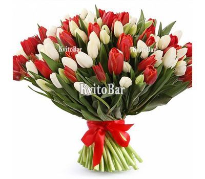 101 білий та червоний тюльпан