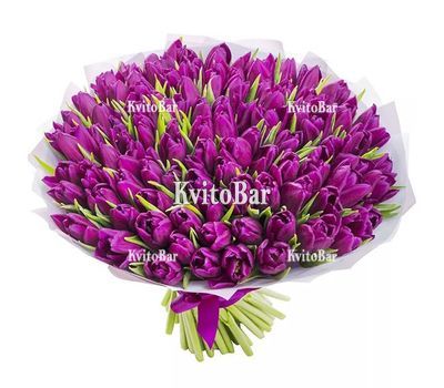 101 purple tulips