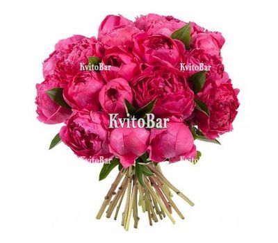 13 бордових півоній