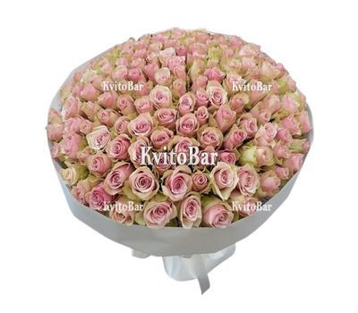 151 кремово-рожева троянда