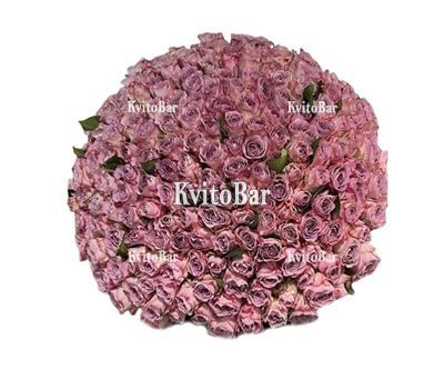 151 пудрова троянда