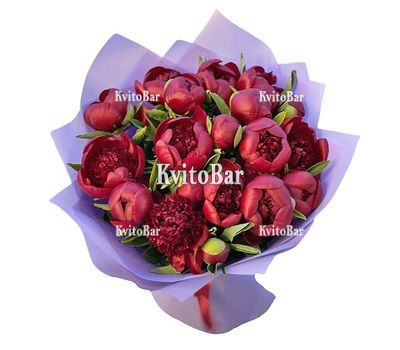 19 бордових півоній