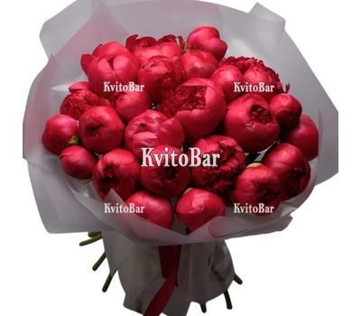 29 бордових півоній