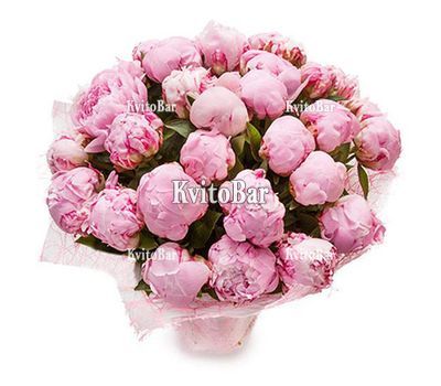 29 рожевих імпортних півоній