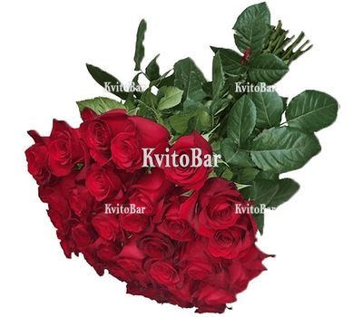 Букет 31 червона троянда на довгому стеблі