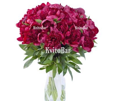 35 бордових півоній