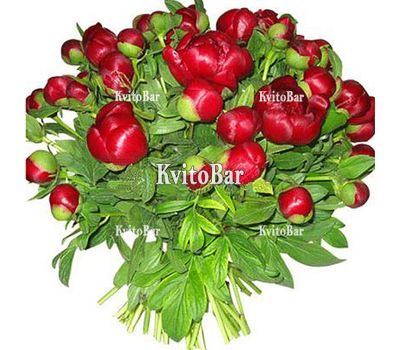 37 бордових півоній