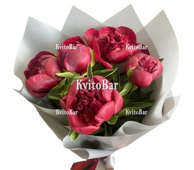 5 бордових півонів