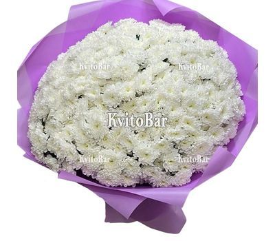 51 хризантема